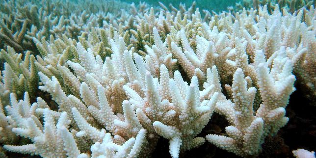 En Australie, 93 % de la Grande barrière de corail a blanchi