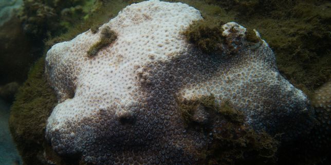 Dans la baie de Sydney, les coraux dépérissent
