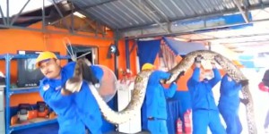 Le plus grand serpent du monde découvert en Malaisie ?