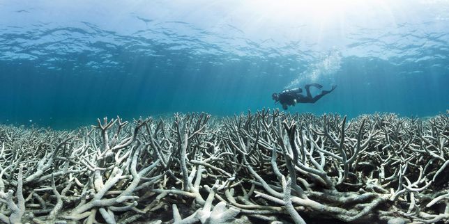Les images du blanchissement de la Grande Barrière de corail