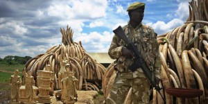 Le Kenya brûle son stock d’ivoire contre le braconnage des éléphants
