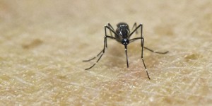 L’épidémie de Zika officiellement déclarée en Guadeloupe