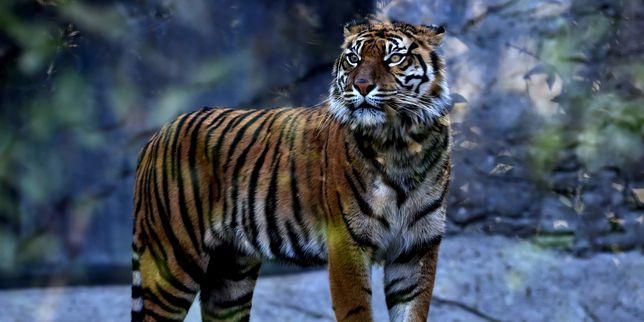 Le nombre de tigres sauvages augmente, pour la première fois en 100 ans