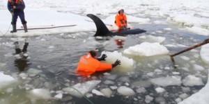 Des orques prisonnières des glaces libérées par des sauveteurs