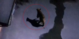 Un ours s’égare dans une banlieue de Los Angeles