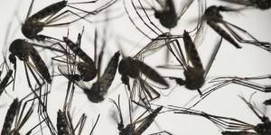 Premier mort lié au Zika aux Etats-Unis, sur l’île de Porto Rico