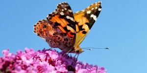Dix ans d’observations citoyennes des papillons de nos jardins