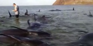 Vingt-quatre baleines meurent sur une plage mexicaine