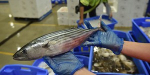 Pas de consensus pour réduire la pêche au thon tropical dans l’océan Indien