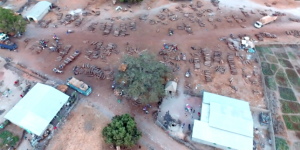 Un drone filme le pillage par la Chine des dernières forêts du Sénégal