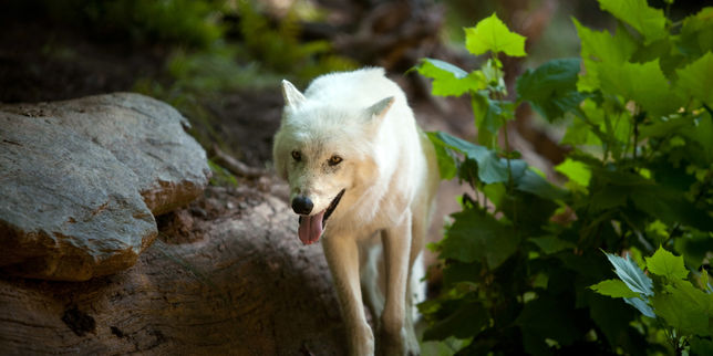 Légaliser la chasse au loup accroît le braconnage