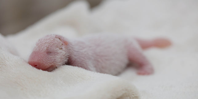 Pandas nouveau-nés : de la faiblesse des naissances en captivité