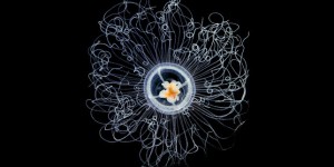 Le plancton, source de vie en danger