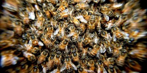 Comment se portent nos abeilles ?