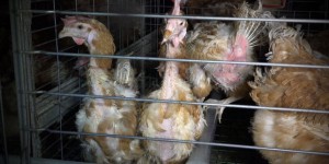 Une vidéo dénonce les conditions d’élevage de poules pondeuses dans l’Ain