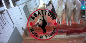 Violences contre les animaux : l’abattoir de Mauléon autorisé à rouvrir
