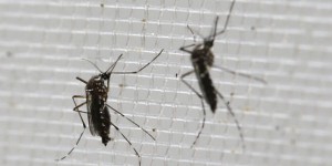 Zika : premier cas de microcéphalie détecté en Espagne