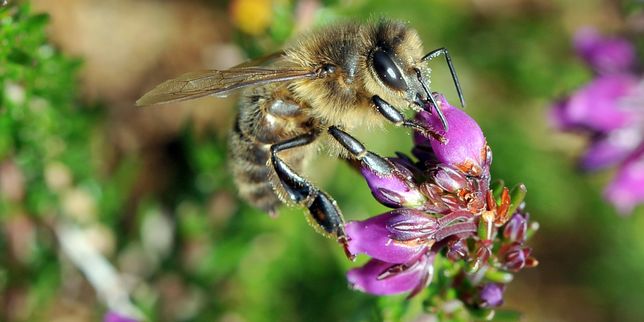 600 000 signatures contre les néonicotinoïdes, nocifs pour les abeilles