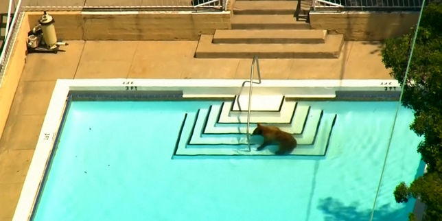Californie : un ours sauvage dans la piscine d'un particulier