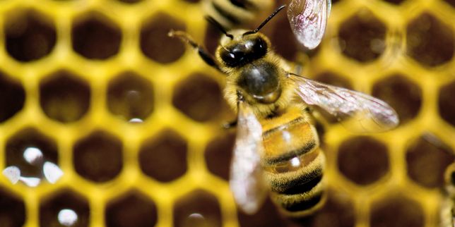 Les députés se prononcent sur l’épineux dossier des pesticides tueurs d’abeilles