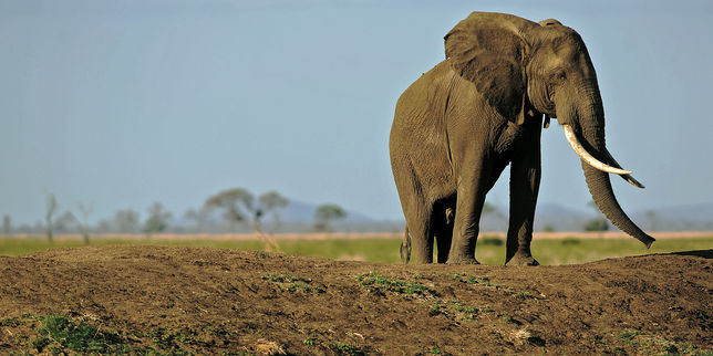 Les éléphants vont-ils disparaître de la réserve tanzanienne de Selous ?
