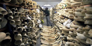 La plus grande saisie d’ivoire en Côte d’Ivoire depuis dix ans