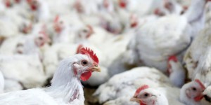 A Hongkong, des milliers de volailles abattues après un cas de grippe aviaire