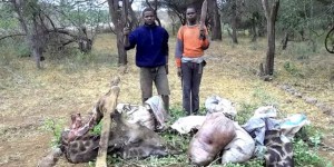 Magie noire et superstitions ouvrent de nouvelles routes au trafic d’espèces en Afrique