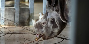 La Namibie met à nouveau en vente des permis de tuer des rhinocéros noirs