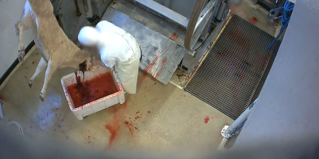 Nouvelles images de maltraitance animale dans deux abattoirs français