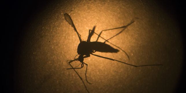 Une piste pour un vaccin contre le Zika et la dengue