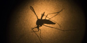 Une piste pour un vaccin contre le Zika et la dengue