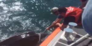 Un tortue prisonnière de filets de pêche a été secourue