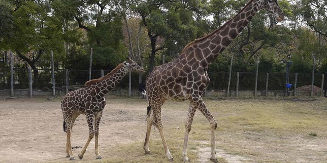 Le zoo de Buenos Aires fermé, 1 500 animaux bientôt libérés