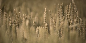 Craintes sur les récoltes de blé en France, le gouvernement annonce un plan d’aide