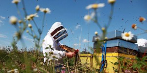 Loi sur la biodiversité : la France bannit les pesticides tueurs d’abeilles