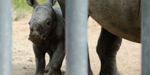Naissance d’un petit rhinocéros blanc au zoo d’Amnéville