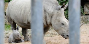 La naissance rarissime d’un rhinocéros blanc au zoo d’Amnéville