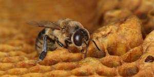 Les néonicotinoïdes, un puissant contraceptif pour les abeilles mâles