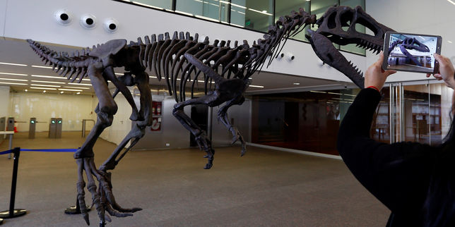 Un nouveau « cousin » du Tyrannosaure découvert en Patagonie