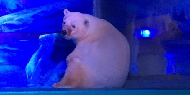Non, Pizza n’est pas l’ours polaire le plus triste au monde