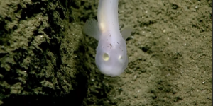 Un poisson translucide observé vivant pour la première fois dans les abysses