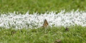 Pourquoi le Stade de France était-il envahi de papillons lors de la finale de l’Euro ?