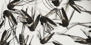 Zika : naissance en Espagne d’un bébé atteint de microcéphalie, une première en Europe