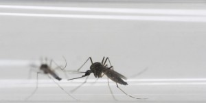 Zika : premier cas connu de transmission sexuelle par une femme