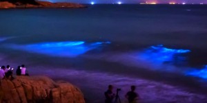 Chine : quand la mer devient fluorescente