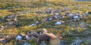 En Norvège, plus de 300 rennes tués simultanément par la foudre