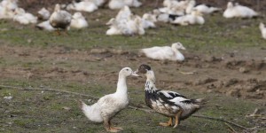 Un nouveau cas de grippe aviaire en Aveyron