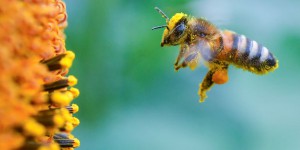 Les pesticides tueurs d’abeilles triplent la mortalité des insectes