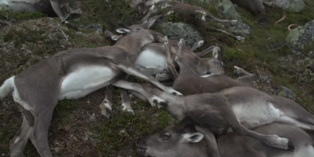 Trois cent vingt-trois rennes sauvages foudroyés en Norvège